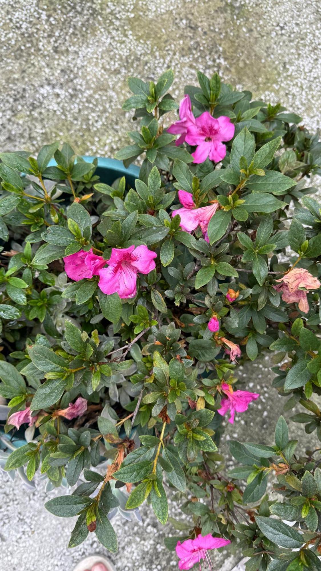 شقة Casa De Las Flores جواتيمالا المظهر الخارجي الصورة