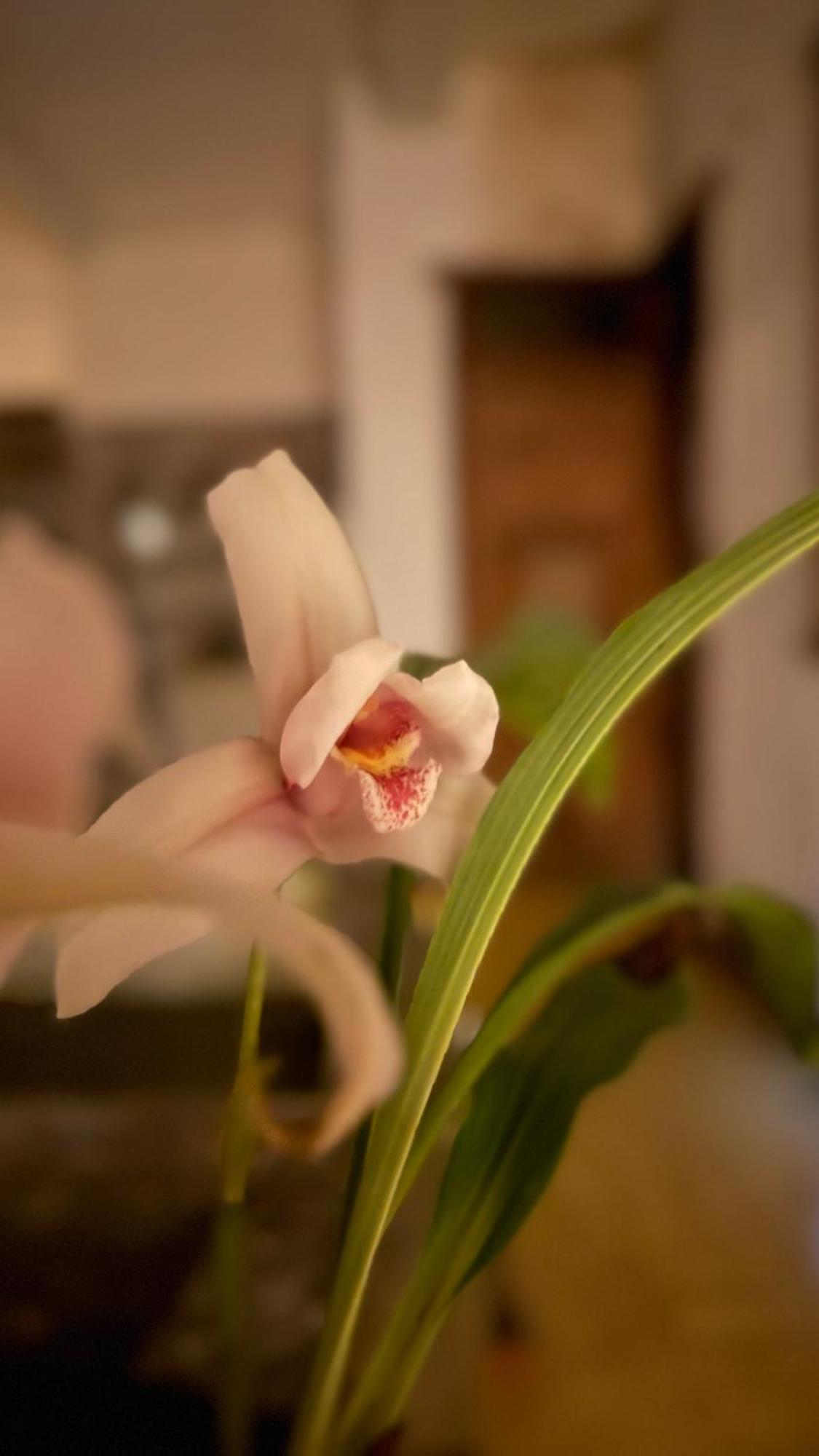 شقة Casa De Las Flores جواتيمالا المظهر الخارجي الصورة